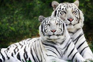 东方四虎800在线视频,揭秘东方神秘力量